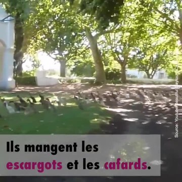 Des canards se rendent au travail en Afrique du Sud