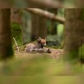 Une famille de renards dans la forêt