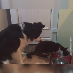 Un chat et un chien partage leur gamelle