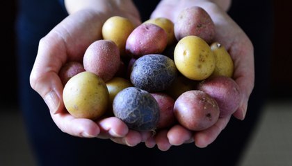 Delicious Ways to Serve Those Teeny Tiny Baby Potatoes from the Grocery Store