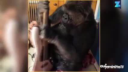 Koko le gorille est une rockstar avec sa guitare !