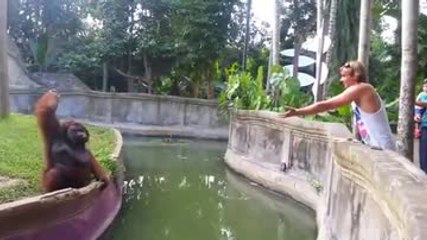 Un orang-outan s’amuse avec un homme