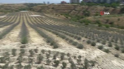 Lavanta bahçesi ziyarete açıldı