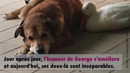 Un chien et une oie inséparable