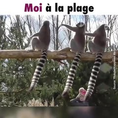 Des lémuriens au soleil