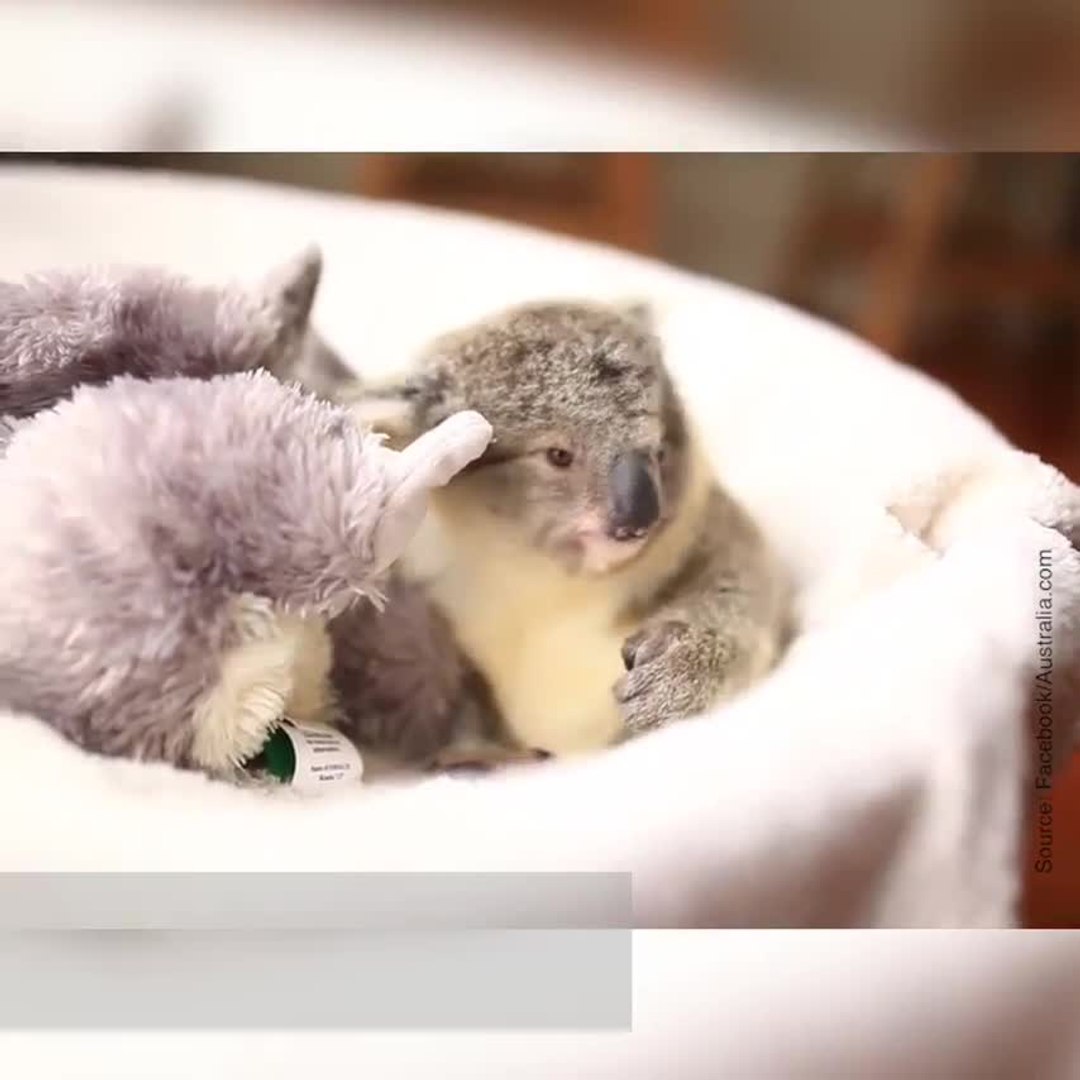 Un Koala Trop Mignon Video Dailymotion