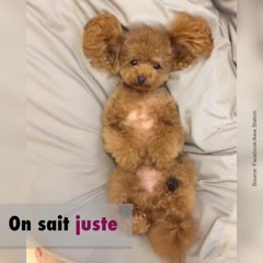Un chien ou une peluche