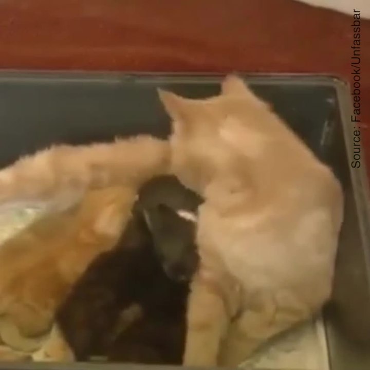 Un chat adopte des bébés lapins