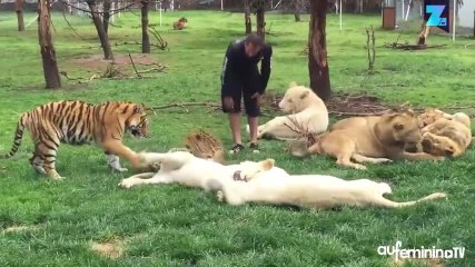 Il est sauvé d’une attaque de léopard... par un tigre !