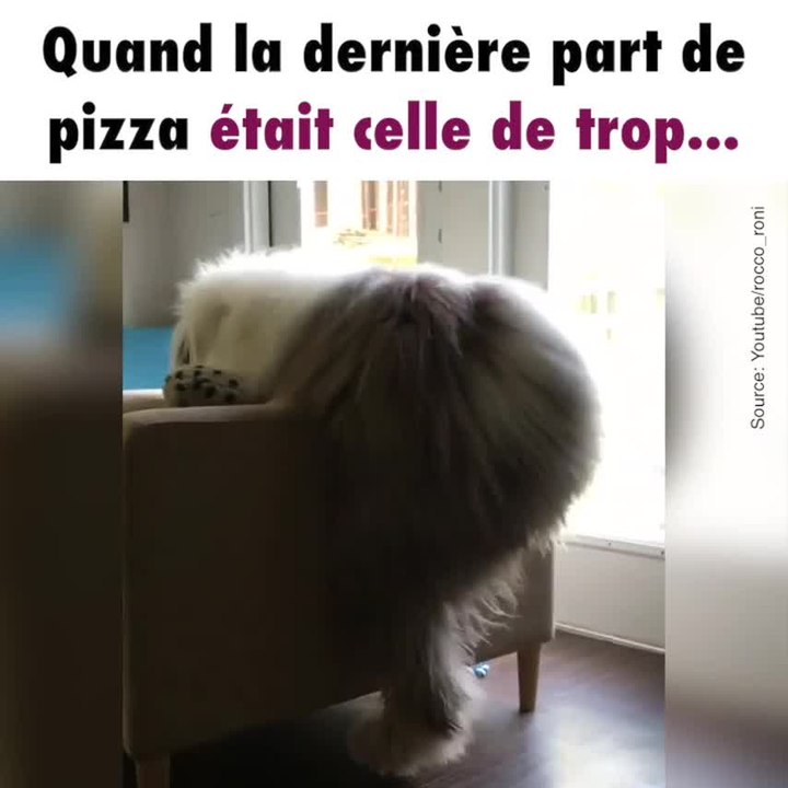 Un chien tente de monter sur un canapé