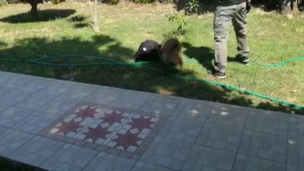 Muğla'da otobüsteki yolcunun çantasında 1 kilo 518 gram esrar ele geçirildi