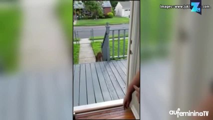 C’est clair, ce chien n’aime pas les portes !