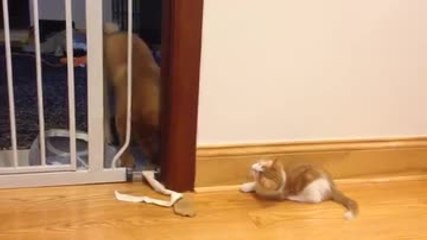 Un chiot et un chaton jouent ensemble