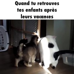 下载视频: Un chat se fait câliner par deux chiots