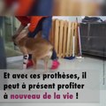 Ce chien reçoit des prothèses à la place de ses deux pattes avant