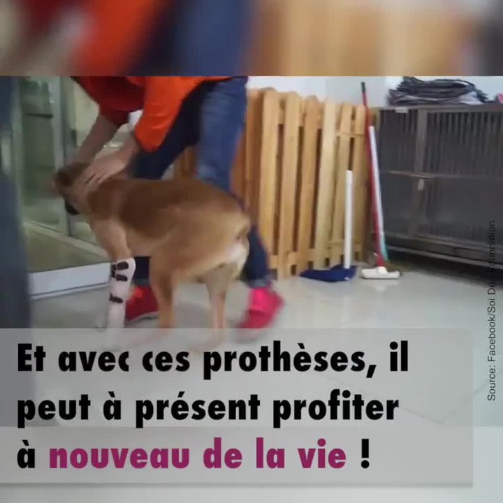 Ce chien reçoit des prothèses à la place de ses deux pattes avant