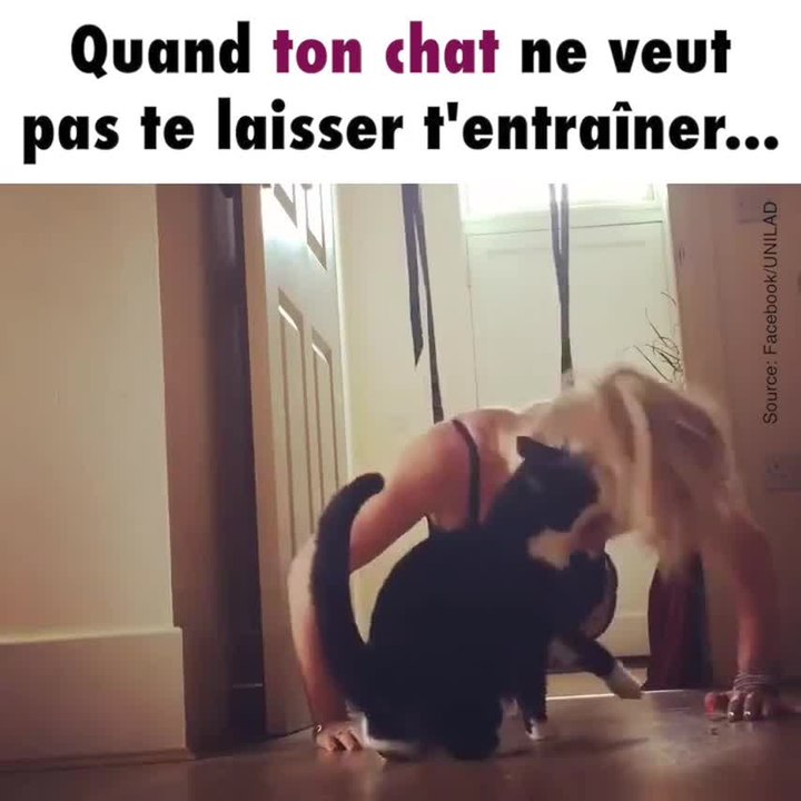 Ce chat ne laisse pas sa maîtresse faire son sport