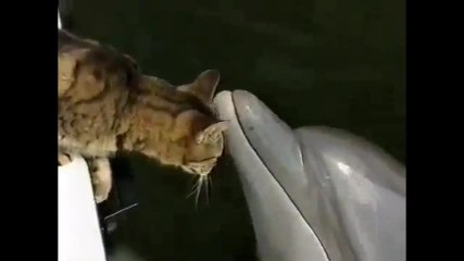 Amitié entre un dauphin et un chat