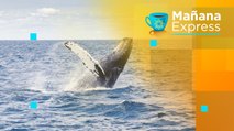 Colombia está nominada a World Travel Awards en la categoría de avistamiento de ballenas