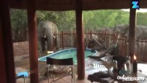 Un troupeau d’éléphants prend d’assaut une piscine !