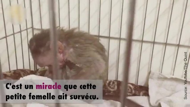 En Inde, un bébé singe s'électrocute et survit grâce aux vétérinaires