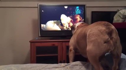 Un chien aboie devant un film d’horreur