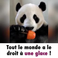 Un panda mange une glace