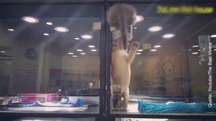 Ce chat a tout fait pour rejoindre son copain !