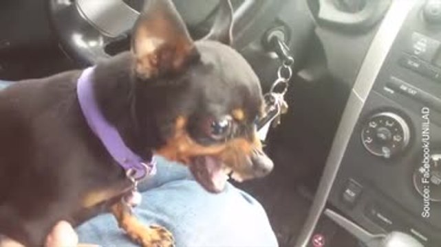 Cette petite chienne n’aime décidément pas sa maîtresse…