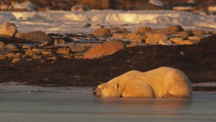 Biden reafirma su compromiso con el medio ambiente con la suspensión de actividades petroleras en Alaska