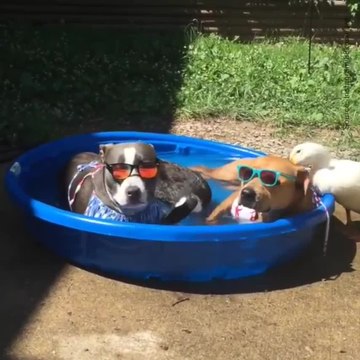 Trois chiens, un chat et deux canards vivent sous le même toit