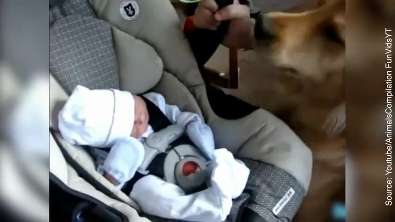 Quand bébé rencontre le chien de la maison pour la première fois…