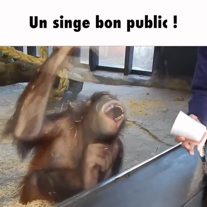 Un singe mort de rire après un tour de magie