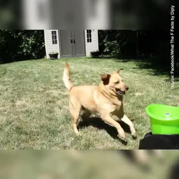 Une machine pour jouer à la balle avec votre chien