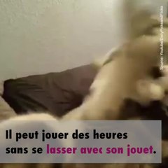 Un Husky joue avec sa peluche