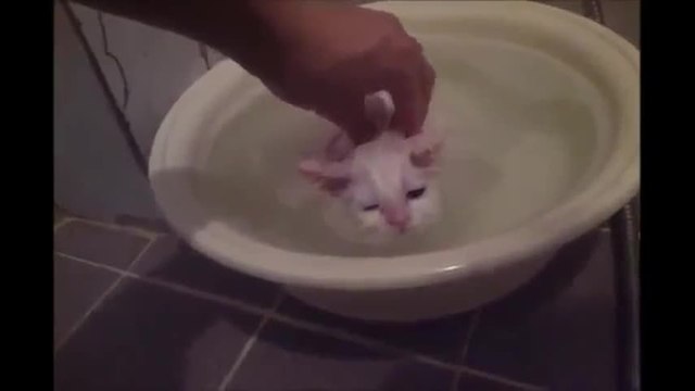 Ce chaton refuse de quitter son bain