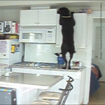 Un chien attrape des biscuits rangés dans un tiroir