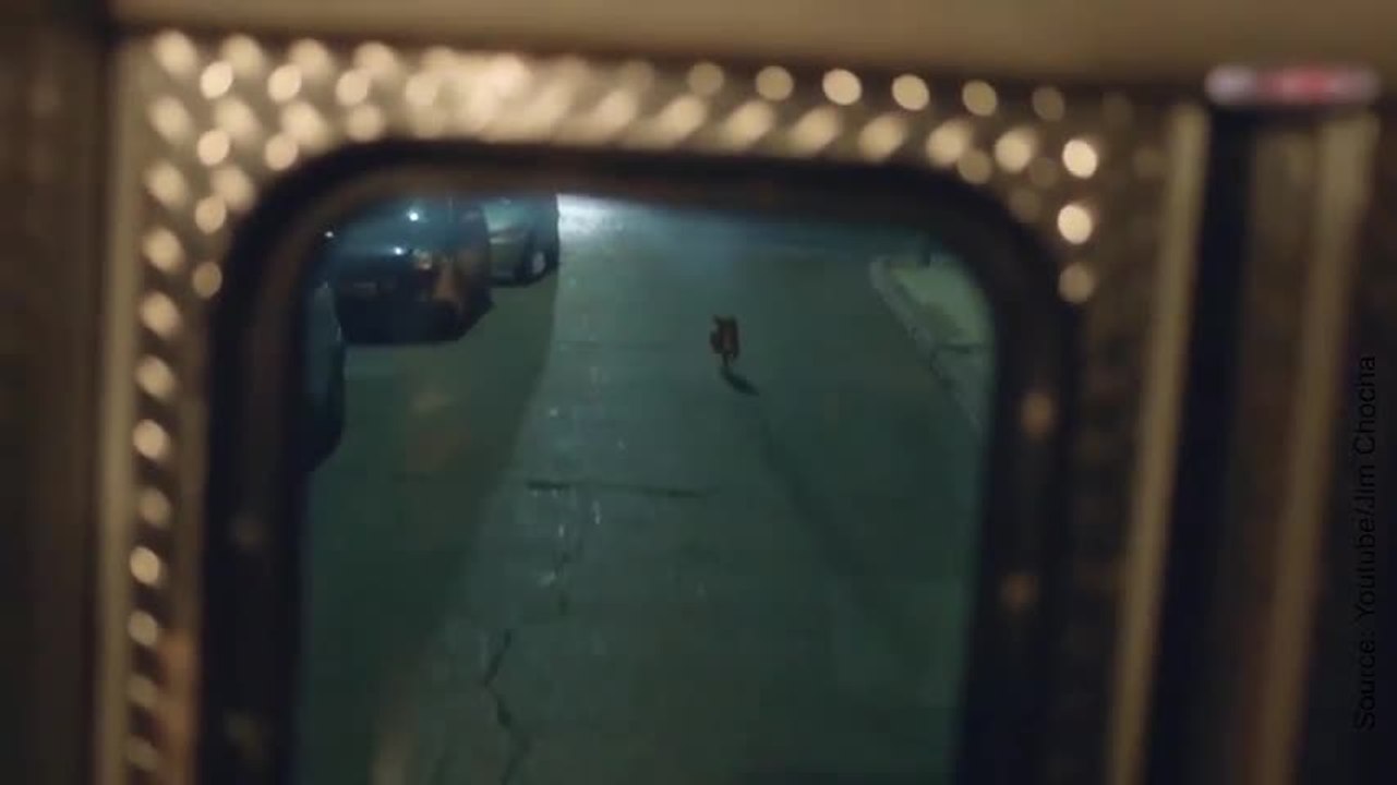 Quelle belle amitié homme-chien…