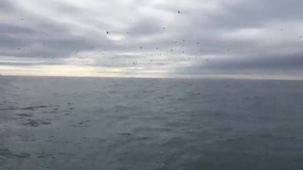Rencontre entre un marin et des baleines