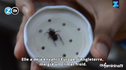 Effrayant : une nouvelle araignée terrorise le Chili