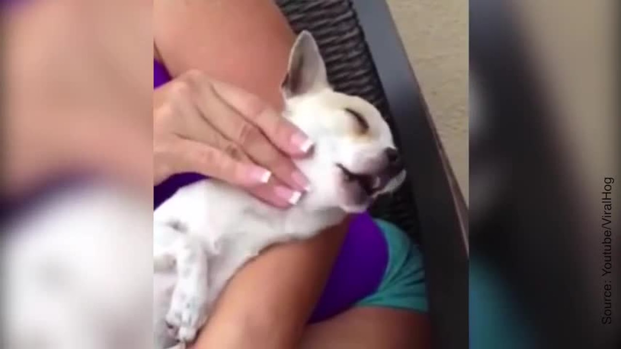 Un chien se fait masser et adore ça...