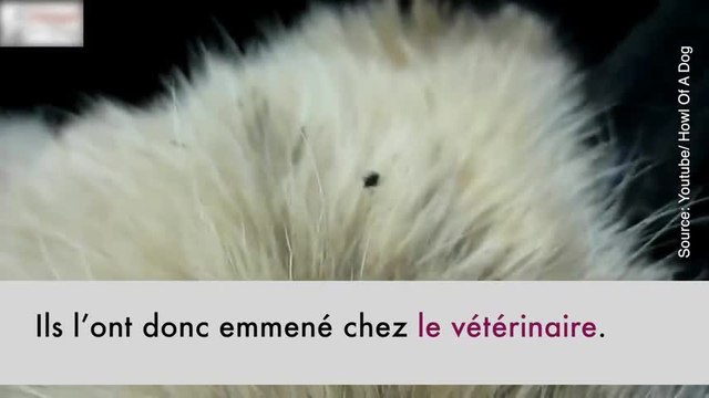 Sauvetage de dernière minute pour ce chien !