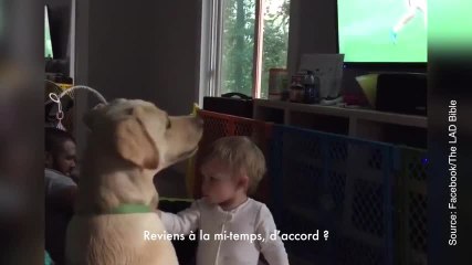 Un chien hypnotisé par un match de foot