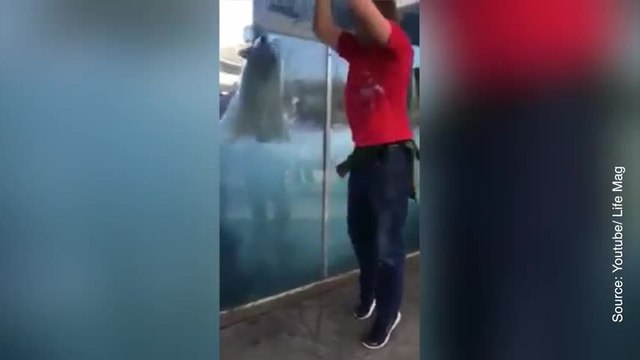 Une passion incroyable unit cet ours et cet homme…