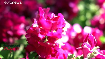 Comment l'UE aide les PME à sortir plus fortes de la pandémie