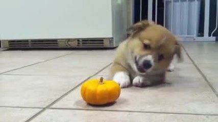 Ce chiot se bat contre une mini-citrouille