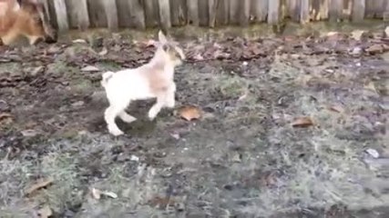 Premiers pas d’un chevreau