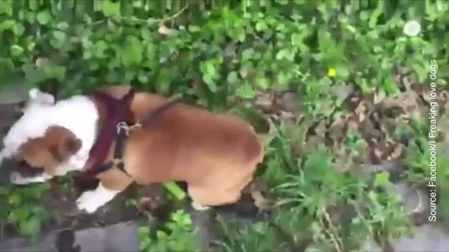 Ce chien nous fait un remake de la Petite Maison dans la prairie