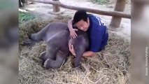 Un bébé éléphant qui aime les câlins