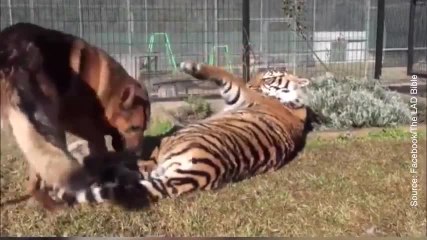 Voici une amitié complètement inattendue